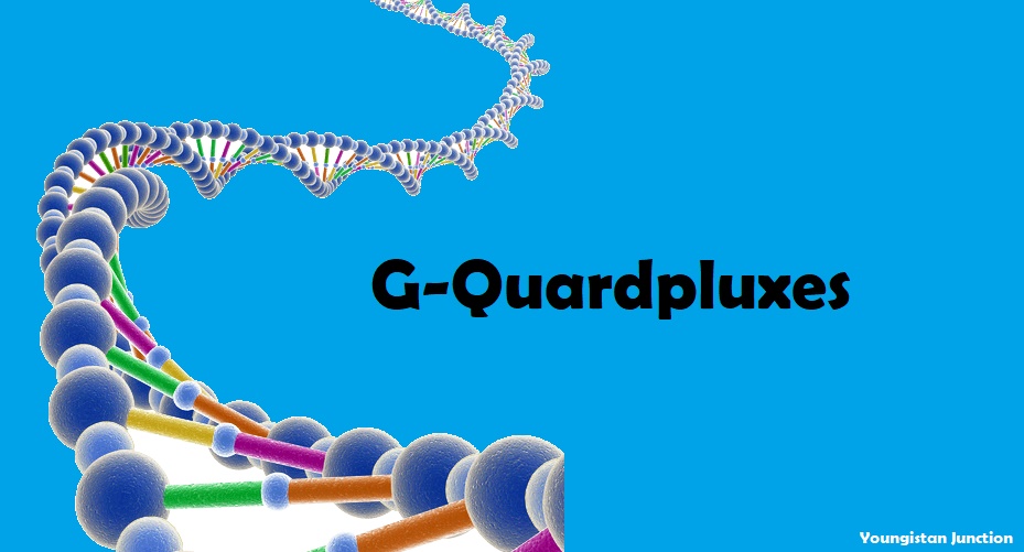 What is G-Quadruplexes